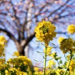 河津桜と菜の花